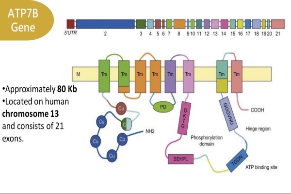 Taiwan Society of Gene Therapy_Wilson’s disease