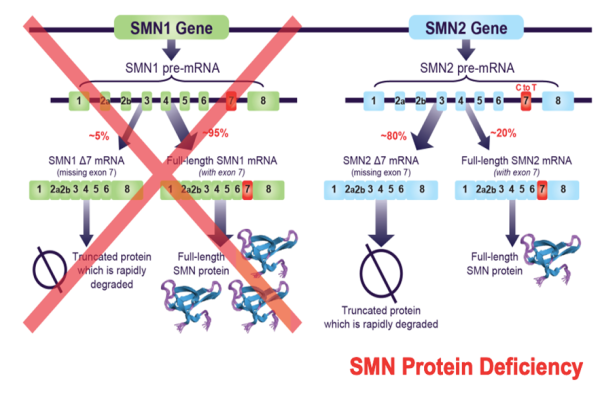 Taiwan Society of Gene Therapy_Spinal muscular atrophy